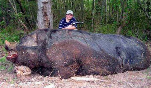 2007 ylnn mays aynda Alabama'da ekilen bu fotorafta, Jamison Stone isimli 11 yandaki bir ocuk tarafndan vurulan 477 kg arlnda ve 2.84 cm uzunluundaki dev domuz grlyor. Jamison Stone bu dev domuzu Smith & Wesson 500 tfeiyle avlamtr.