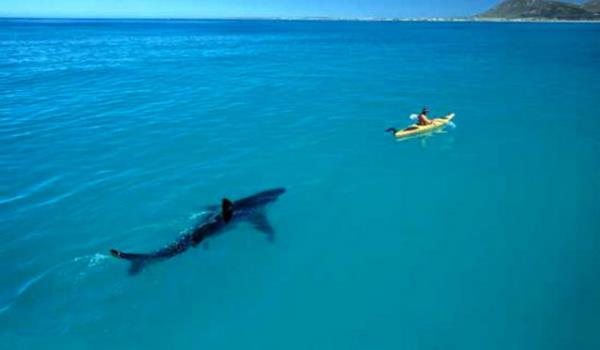 2005 Eyll'de Afrika'da bir dergi, byk beyaz kpek balklarn inceleyen bir aratrma yazs hazrlad. Bu fotorafa yle bir yaz yazld: "4 metrelik kanoda, 4 metrelik byk beyaz' beklemek.." Aslnda daha nce bo kanoyla testler yaplp, byk beyazn tepkileri gzlemlenmi ve hibir agresif tavr sergilememesi zerine bu fotoraf ekilmiti.