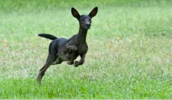 Melanizm, hayvanlarn ar lde siyah pigmentlenmesine denilir. Yksek melaninli bir hayvan, kendi trnn yaygn renginin aksine tamamen siyah renkte olur ve bu bakmdan en nl hayvan kara panterdir. 2010 ylnda Texas'ta Richard Buquoi tarafndan ekilen bu fotorafta ise, ok nadir rastlanan melanik siyah geyik gzkmektedir.