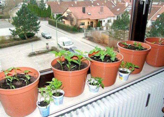 Btn gnei pencere nndeki bu iekler ekti.