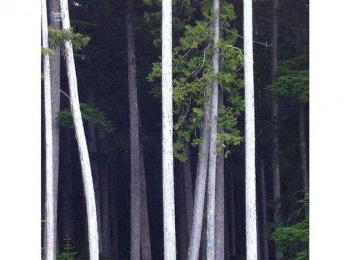 Mark Simone  <p>Kategori: Aalar (1.'lik dl)</p>