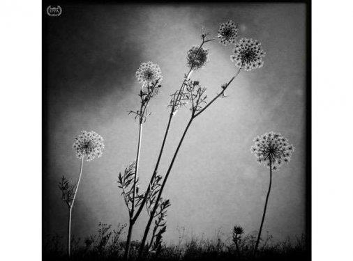 Britta Hershman  <p>Kategori: iekler (1.'lik dl)</p>