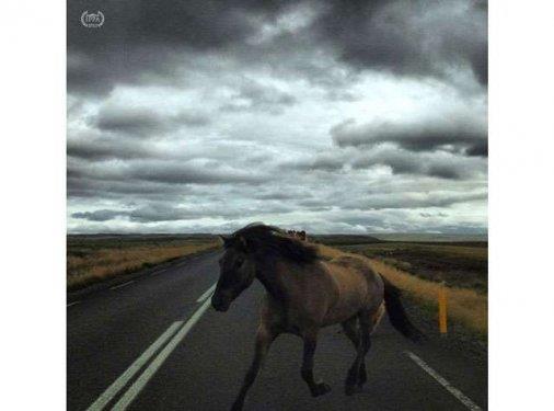 Jon Resnik  <p>Kategori: Hayvanlar (1.'lik dl)</p>