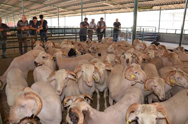 "Kkba hayvanlarn kulak kpesi, bykba hayvanlarn veteriner salk raporu olmaldr.  Hayvanlarn salkl ve verimli olmas nemlidir. Zayf, yeni doum yapm ya da ileri dzeyde gebe hayvanlar kurban olarak kesemeyiz. Az, burun, gz, meme veya cinsel organlarndan aknt gelmesi hastalk belirtisidir. Ayrca rahat nefes alamayan ve ksren hayvanlar da salkl kabul edemeyiz. O yzden alacanz hayvann nefesini dinleyin.  Az ve burun iinde yaralar bulunmamal. Hayvanda kene, pire gibi parazitler olmamal. Sindirim sistemi rahatszl olan hayvanlar ile vcudunda dem olumu ve topal olan hayvanlar kurban edilemez. Ayrca hayvann psikolojik adan da salkl olmas gerekir. Saldrgan, ar tepki veren ya da evreye kar ilgisiz olmas,  hayvann ruh salnn bozuk olduunu gsterir.&#8217;