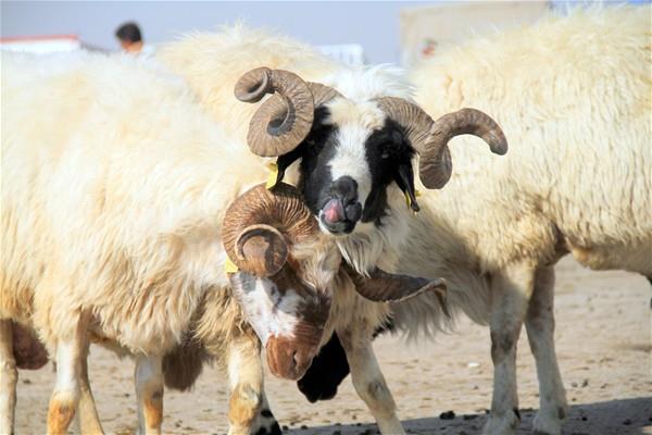 Oda Bakan Sinan Salam, verim asnda da kurbann besili olmas gerektiini syledi. Vatandalarn hayvann fiziksel zelliklerine bakarak verimli olup olmayacan anlayabileceini ifade eden Salam, hayvan gs evresinin geni, kuyruk sokumu ve kalann dolgun ve yuvarlak, srt izgisinin dz ve dolgun, boynun ksa ve etle dolu olmas gibi kriterlere dikkat edilmesi gerektiini kaydetti.