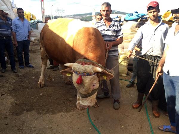 Salam, "Kesilen hayvann kannn tamamen aktlmas nemlidir. Hemen tketirseniz ok sert olmas nedeniyle hazm da zordur. Bekleme yaparsak, kaslar ete dnr ve yumuar. En uygunu 24 saat sonra yemektir" dedi.