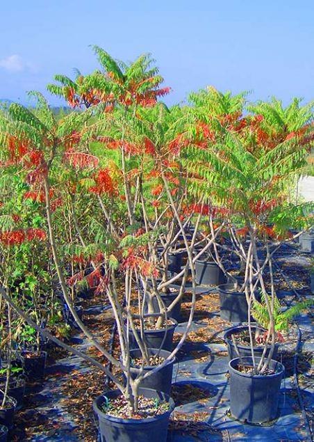 Sumak yaprandan elde edilen su, sirke ve balla macun haline getirilip dolamaya srldnde dolamann abuk iyilemesini salar ve tekrarn nler.