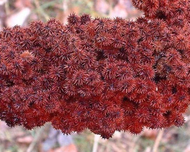 Sumak (Rhus), al grnmnde bir bitki cinsi. Sumak bitkisinin meyvesi kre biiminde, krmzms, eki lezzette olur.    Uygun yntemlerle kurutulduktan sonra, sofra tuzuyla kartrlp tlr ve baharat olarak kullanlan &#8216;sumak&#8217; elde edilir.