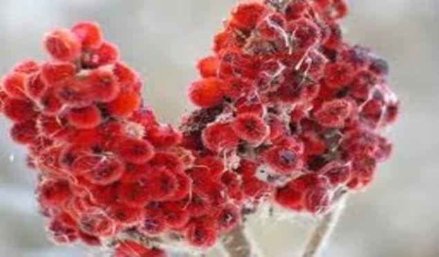 Sumak suyu ile gargara yapldnda, boaz ve di eti hastalklarna iyi gelir.