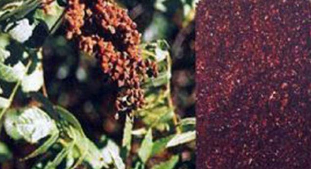 Ate drc zellii vardr.