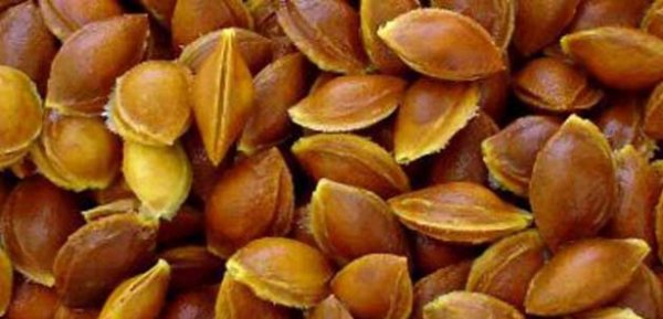 Gnde en az 7-10 tane kays ekirdei tketilmesi tavsiye edilir.