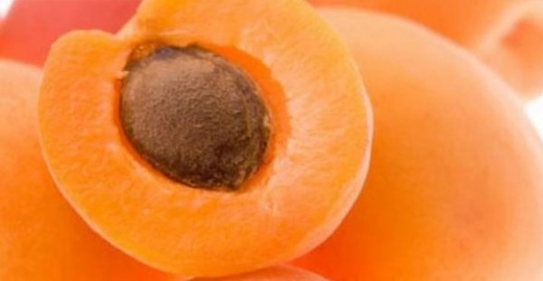 Kays ekirdei ieriinde bulunan siyanid (siyanr) maddesi nedeniyle bol miktarda tketildii takdirde zehirlenmelere yol aar.