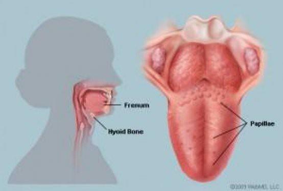 <p><b>DL KENDSN 10 GNDE YENLYOR</b></p>  Tat molekllerini sinirler yoluyla beyne ileten dilde bulunan 10 bin tomurcuun her birinde 50 hcre bulunuyor.