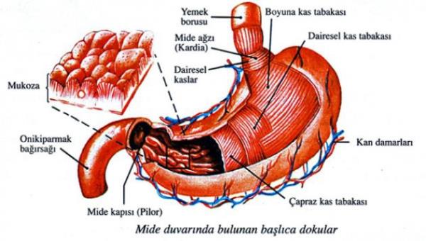 <p><b>MDE DUVARI KENDSN 3-5 GNDE YENLYOR</b></p>  Midedeki asit karsnda hcrelerin direnli olmadn belirten sve-Karolinska Enstits'nden Jonas Frisen, hcrelerin 3 ila 5 gn arasnda yenilendiini vurgulad. Ancak nikotin, hcrelerin yenilenmesini arlatryor.