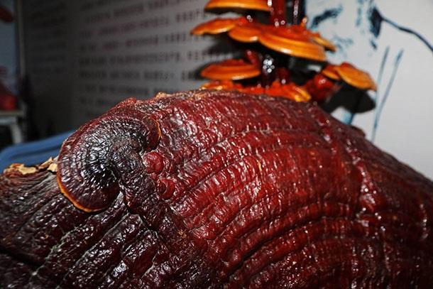 Yenilebilir bir mantar deil, sv olarak znn tketiliyor. Genellikle mee ve erik aac ktklerinin zerinde yaklak 9 aylk gibi bir srede yetitiriliyor.