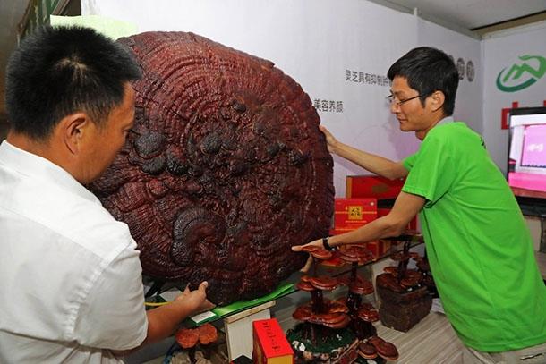 Yana gre gre alt ksm kahverenginin eitli tonlarnda olan ve tahta gibi sert bu mantar trnn tad ac buruk olduundan genellikle taze veya kurutulmu olarak ince toz haline getirilip suda zdrlerek kullanlyor.