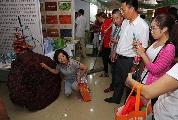 Reishi mantar yumuak, alt odacksz, belirgin bir sap olmayan, yumuak, dz ve krmz cilal bir apkaya sahip olan bir mantar tr.