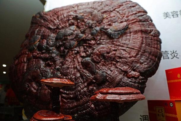 Japonlar, 'lmszlk' anlamna gelen ve insan mrn 120 yana kadar uzattna inandklar Reishi mantarn en ok tketen lke.