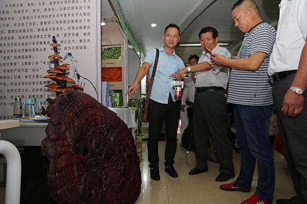 ?lmszlk mantar? olarak da bilinen krmz reishi mantar, geleneksel in ve Japon tbbnda binlerce yldr kullanlyor.