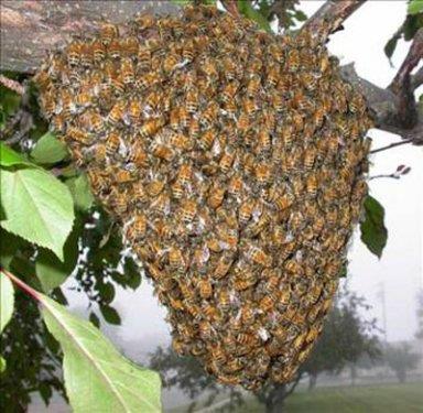 Arnn mucizevi eseri baln ise ifalar saymakla bitmiyor.