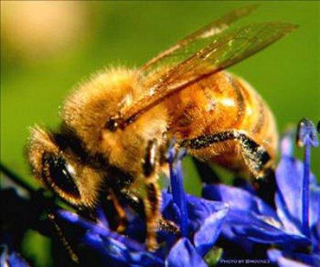 Ar sokmas tedavisinin belli bal birka hastalk tedavisinde kullanld da belirtiliyor.