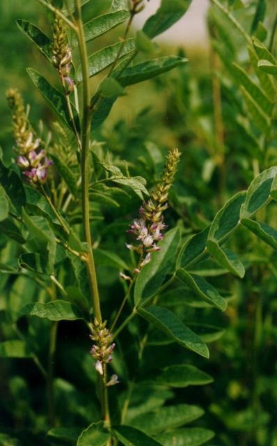 Meyan: Balgam sktrc ve yattrc etki gsteriyor.