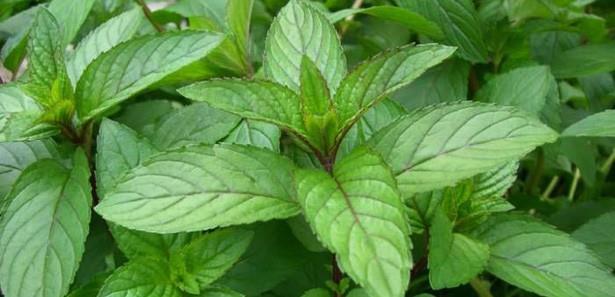 Nane: erdii mentol ile nikotin ihtiyacn bastryor.