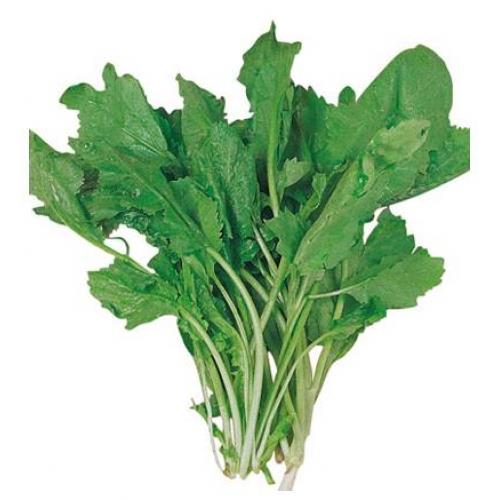 Tere: Bronlar temizleyerek, solunum ve dolam sistemlerini destekliyor.