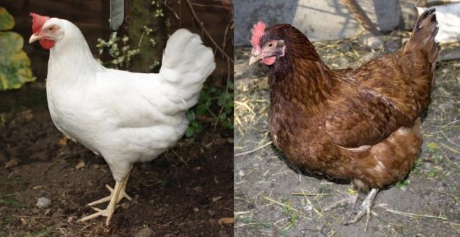 Bunun nedeni tavuk ile ilgili beyaz tavuklarn beyaz yumurtalar oluyor kahverengi ya da illi vs tavuklarn yumurtalar da kahverengi oluyor..Peki neden en ok beyaz yumurta satlyor?