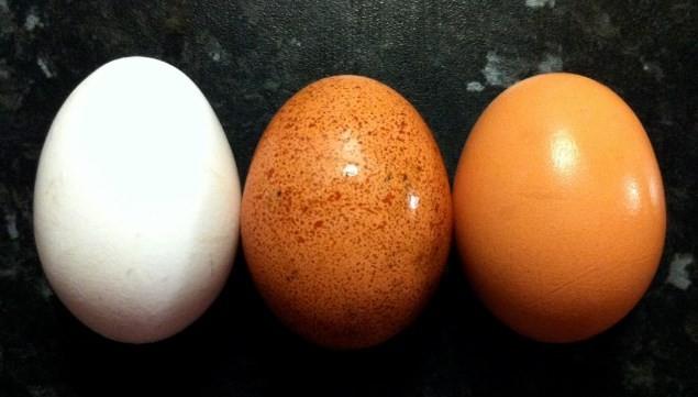Beyaz tavuklar rk olarak daha abuk doyan zayf yapl tavuklardr bu da maliyeti drr, bu yzden reticiler yumurta retiminde beyaz tavuklar tercih ederler, e haliyle biz de beyaz yumurtalar yiyoruz.