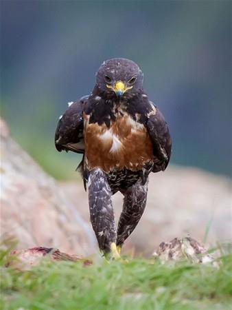 Son gnlerde Clint Ralph, adl bir hayvanseverin Gney Afrika'da ektii ahin fotoraf internette fenomen olma yolunda ilerliyor.