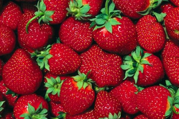 ilek ve brtlen: ilek, brtlen, kzlck ve ahududu gibi meyveler ayn arapta olduu gibi anti kanserojen zelliklere sahip ve hcre onarc olduu bilinen antokyan maddesini ierirler.