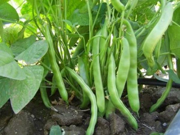 Fasulye: Protein ve lif asndan son derece zengin olan fasulyeyi haftada 3-4 kez tketmekte fayda var. Fasulye kalp krizi ve meme kanseri riskini azaltmakla kalmyor ayrca kadnlk hormonlarnn dengeli ve istikrarl olmasna da katkda bulunuyor.