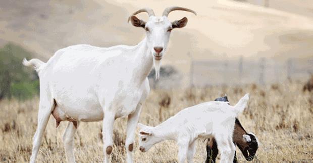 ANNE STNE EN YAKIN ERE SAHP OLAN KE ST TERCH EDN  <p>zellikle yourdun gnn her saati yenebilecek, meyveyle kartrldnda uzun sre tokluk hissi salayabilecek, ekmek yerine tketilebilecek bir besin kayna olduuna dikkat eken Dr. Sinan Akkurt, anne stne en yakn ierie sahip olduu iin kei stnn tercih edilmesini nerdi.