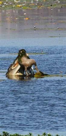 Fotoraf Donna Drexler tarafnfan ekilen bu karelerde su imek isteyen kk kanguru 4,5 metrelik bir timsaha yem oluyor.