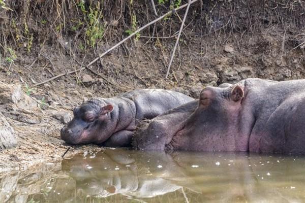 Yavrusuyla birlikte dinlenen su aygrnn srpriz bir ziyaretisi vard.