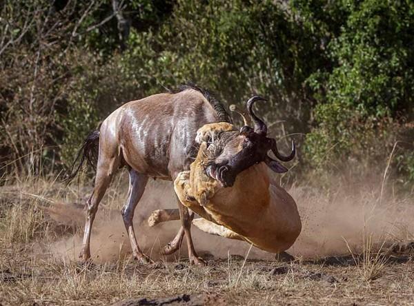 Dii aslan yakalad antilobu adeta havalandrp yere indirdi. Btn bu anlar 55 yandaki ngiliz fotoraf Andy Howe tarafndan kameraya yakaland.
