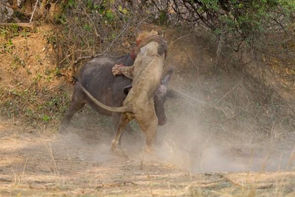 Birbirlerine lmcl darbeler vuran iki hayvann vcudunda tabiri caizse kanamayan yer kalmad.