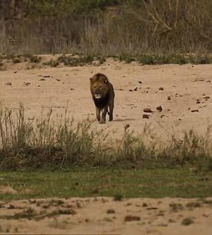 Getiimiz gnlerde, Gney Afrika'da inanlmaz bir olay yaand.