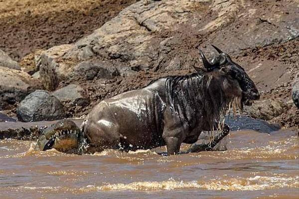 Tanzanya ve Kenya arasnda Mara Nehri'ni gemeye alan antilop timsaha yem olmaktan son anda kurtuldu.