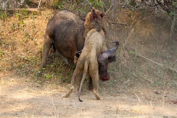 Keskin boynuzlarn aslann yzne ve dilerine rast getiren bufalo, aslan ldrmeyi baard.