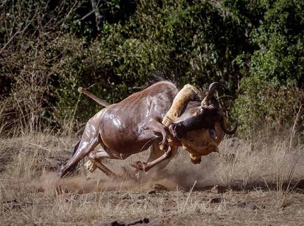 Kenya'da a bir aslan peine dt kzbal antiloplardan birisinin ardndan sinsice yaklat.