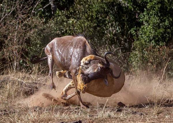 Vahi yaamdan esiz bir grnt..