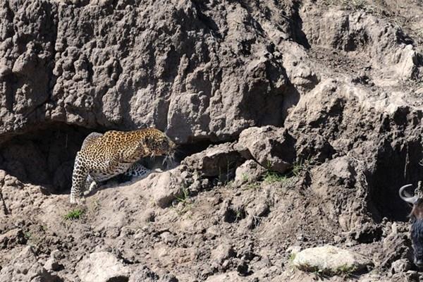 Kenya Masai Mara'da gerekleen oayda leopar avna byle yanat.