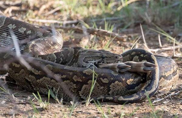 Piton, sakland alln yanndaki antilopun stne atlad. Saniyeler iinde sarp sarmalad hayvan yere indirdi.