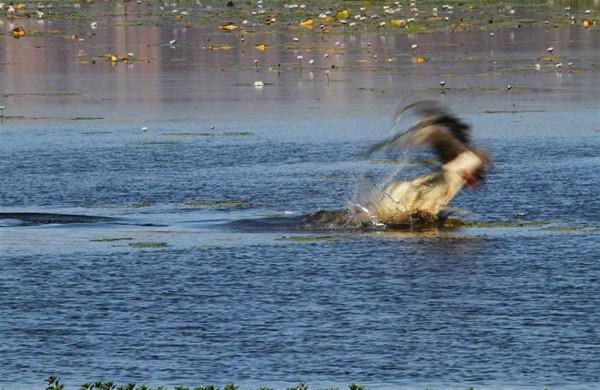 30 saniye iinde kanguruyu midesine indiren timsahn o anlar kare kare ite byle grntlendi.