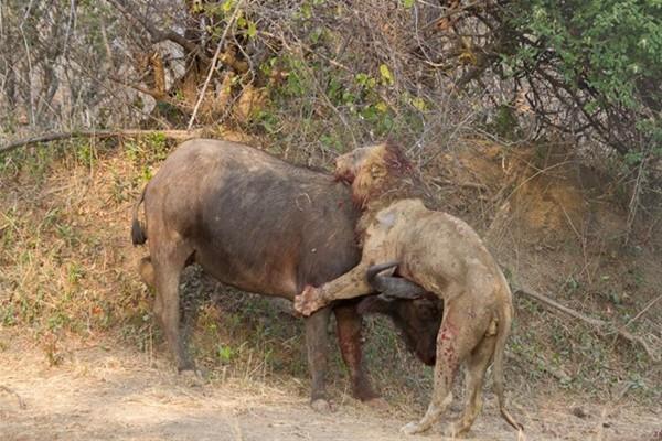 Bufalonun geri adm atmamas zerine kanl 'meydan muharebesi' balad.