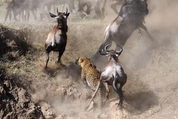 ini salama alan leopar gnn sonunda eli bo dnmekten kurtuldu.