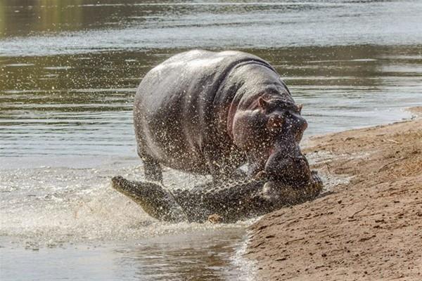 Gney Afrika'da meydana gelen olayda bu defa avc av oldu.