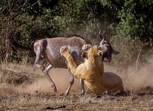 Dmanndan habersiz otlayan antilop aslan stne atladnda farkedebildi.